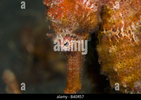 Common seahorse Hippocampus taeniopterus in Lembeh Strait Indonesia Stock Photo