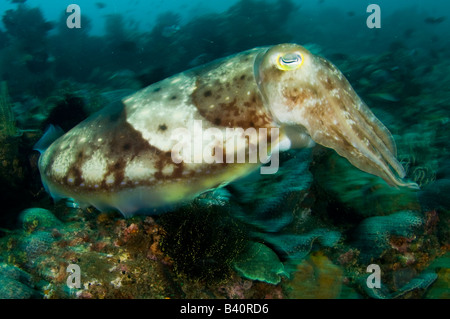 Reef Cuttlefish Sepia latimanus photographed in Lembeh Strait Indonesia Stock Photo