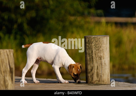 Jack Russell Terrier Puppy Smelling Wet Spot on Dock Stock Photo
