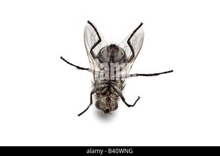 A dead female Flesh Fly (Sarcophaga  carnaria), in the studio. Mouche à damier (Sarcophaga carnaria) femelle morte, en studio. Stock Photo