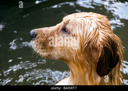 This little wet Golden Retriever,is seeking a way out of the lake that she was swimming in. Stock Photo