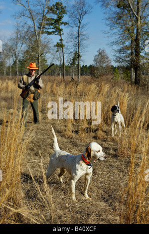 English Setter on Point while another Setter Backs the Point with Hunter Approaching from Behind in the Piney Woods of Georgia Stock Photo