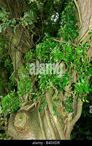 Ivy hedera helix stems growing around trunk of oak tree Stock Photo