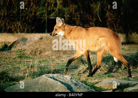 zoology / animals, mammal / mammalian, dogs, (Canis lupus), Maned Wolf, (Chrysocyon brachyurus), walking, distribution: South Am Stock Photo