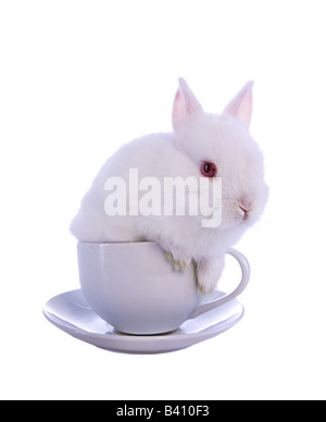 White Netherland Dwarf baby bunny rabbit in tea cup isolated on white Stock Photo