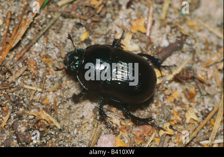 zoology / animals, insect, beetles, Earth-boring dung beetle, (Geotrupes stercorarius), on woodground, distribution: Europe, col Stock Photo