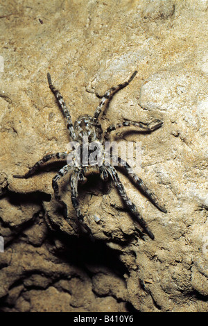 zoology / animals, arachnid, spiders, Russian Tarantel, (Lycosa singoriensis), on rock, distribution: Eurasian steppes, wolf spi Stock Photo