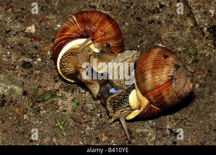 zoology / animals, mollusc, Helicidae, grapevine snail (Helix pomatia), two snails, pairing, distribution: Europe, molluscs, lar Stock Photo