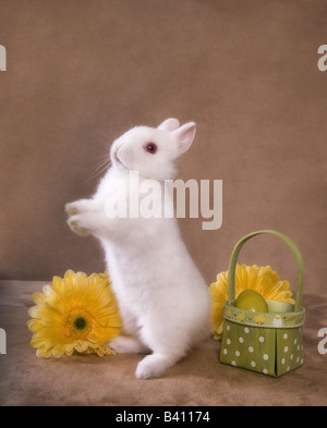 Cute white Netherland Dwarf rabbit on golden background with yellow gerber daisy flowers and Easter basket Stock Photo