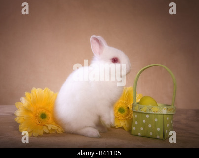 Cute white Netherland Dwarf rabbit on golden background with yellow gerber daisy flowers and Easter basket Stock Photo