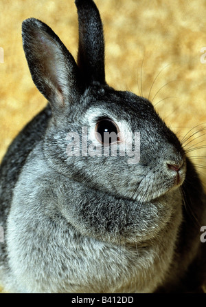 zoology / animals, mammal / mammalian, hares, Pygmy Rabbit, detail: head, distribution: Europe, Middle East, South- and North Am Stock Photo