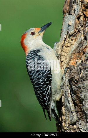 USA, Texas, Lipscomb. Portrait of male red-bellied woodpecker perched on stump. Stock Photo
