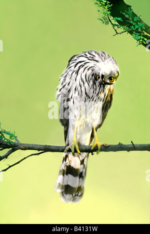 USA, Texas, Rio Grande Valley, McAllen. Close-up of wild Cooper's hawk juvenile with head inverted. Stock Photo