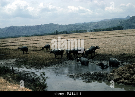 zoology / animals, mammal / mammalian, Buffalos, Water Buffalo, (Bubalus bubalis), bathing in sludge, Java, Indonesia, distribut Stock Photo