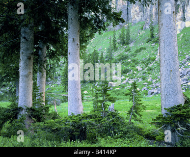 UTAH. USA. Engelmann spruce trees (Picea engelmannii). Cirque in Bear River Range. Wasatch-Cache National Forest. Stock Photo