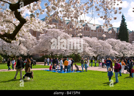 Usa, Wa, Seattle. Students And Visitors Enjoy The Cherry Trees In Bloom 