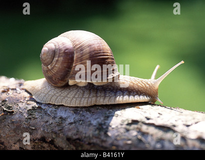 zoology / animals, mollusc, Helicidae, grapevine snail (Helix pomatia), on branch, distribution: Europe, molluscs, large garden Stock Photo