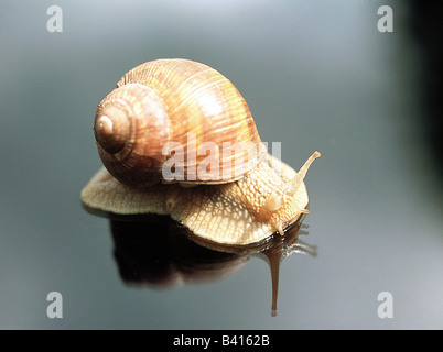 zoology / animals, mollusc, Helicidae, grapevine snail (Helix pomatia), on black surface, distribution: Europe, molluscs, large Stock Photo