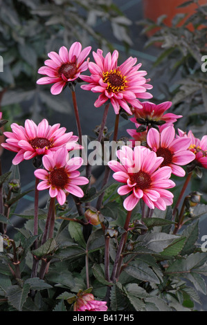 Dahlia (Dahlia sp.), variety: Dark Angel Pretty, flowers Stock Photo