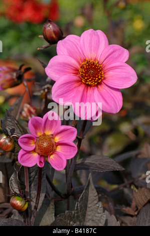 Dahlia (Dahlia sp.), variety: Happy Single Juliet, flowers Stock Photo