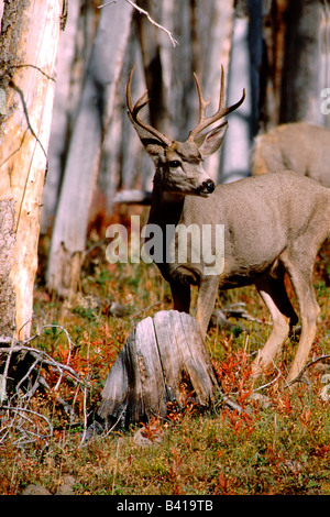 North America, USA, Wyoming, Yellowstone National Park. Young male mule deer. WILD: Odocileus hemionus Stock Photo