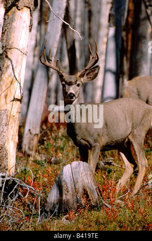 North America, USA, Wyoming, Yellowstone National Park. Young male mule deer. WILD: Odocileus hemionus Stock Photo