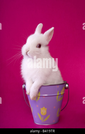 Cute white baby Easter Netherland Dwarf bunny rabbit on hot pink background in purple bucket with flowers Stock Photo