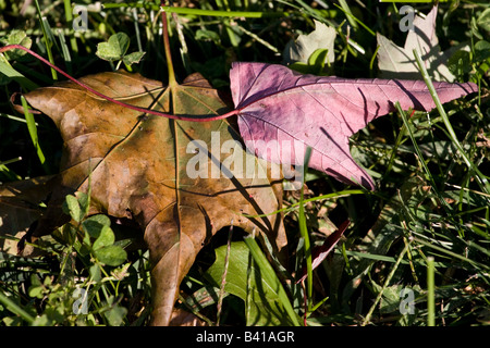 Early autumn colored leaves laying in the grass. Stock Photo