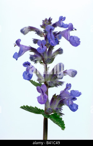 Catnip Catmint (Nepeta cataria) flowering stem studio picture Stock Photo