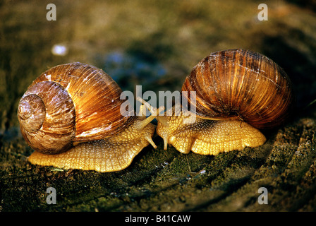 zoology / animals, mollusc, Helicidae, grapevine snail (Helix pomatia), two snails, pairing, distribution: Europe, molluscs, lar Stock Photo