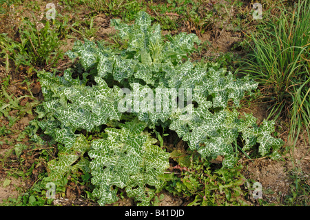 Blessed Milk Thistle, Our Ladys Thistle (Silybum marianum) leaves Stock Photo