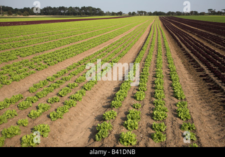 Rows of red and green lettuce plants growing in a field Stock Photo