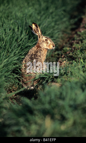 zoology / animals, mammal / mammalian, hares, European Hare, (Lepus europaeus), sitting in grass, distribution: Europe, Middle E Stock Photo