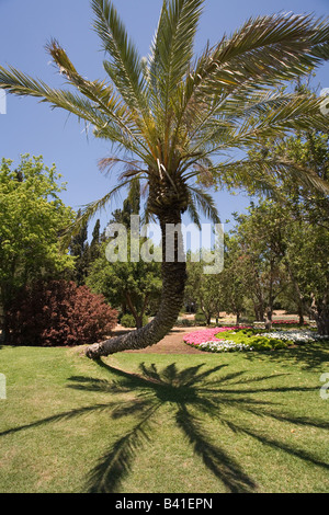 Fancifully curved a palm tree in charming decorative park Stock Photo