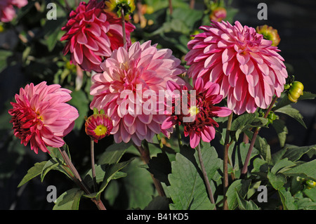 Dahlia (Dahlia sp.), variety: Sisley, flowers Stock Photo