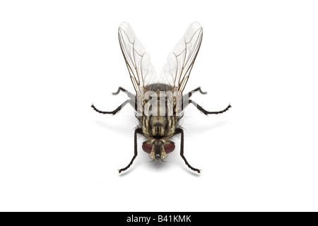 A female Flesh Fly (Sarcophaga  carnaria) in the studio. Mouche à damier (Sarcophaga carnaria) femelle en studio. Stock Photo