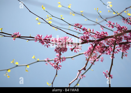 FLOWERING REDBUD TREE CERCIS CANADENSIS IN SPRING IN NORTHERN ILLINOIS USA Stock Photo