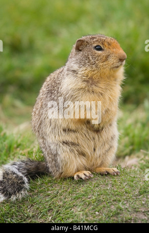 Columbian Ground Squirrel with buschy tail on a meadow Stock Photo