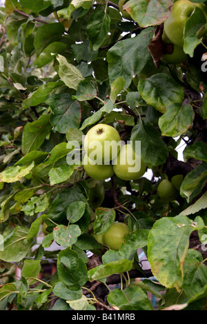 ENGLISH BRAMLEY'S SEEDLING COOKING APPLES ON THE TREE. Stock Photo