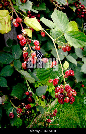 CULTIVATED THORNLESS ENGLISH BLACKBERRY IN AUTUMN. Stock Photo