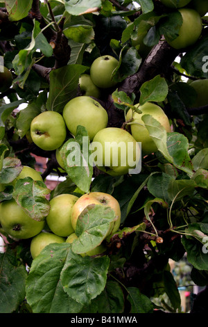 ENGLISH BRAMLEY'S SEEDLING COOKING APPLES ON THE TREE. Stock Photo