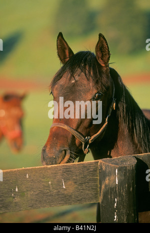 Portrait of a ranch horse in a paddock near Bend Oregon Stock Photo