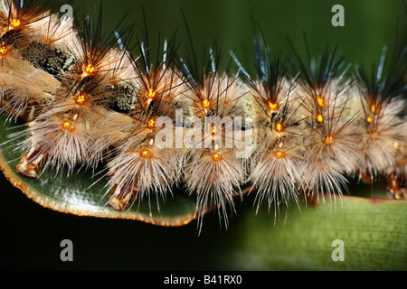 Huge Spiky Caterpillar Stock Photo