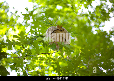 Hive of black wasp hanging on tree branch PA USA Stock Photo