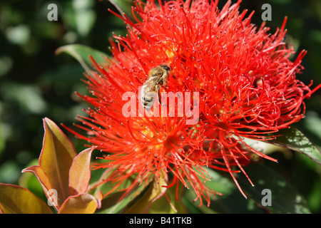 Honey Bee on a flower from a New Zealand Christmas bush Stock Photo