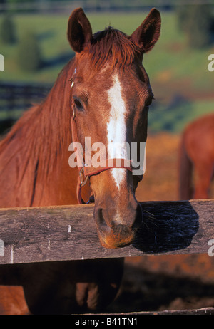 Portrait of a ranch horse in a paddock Stock Photo