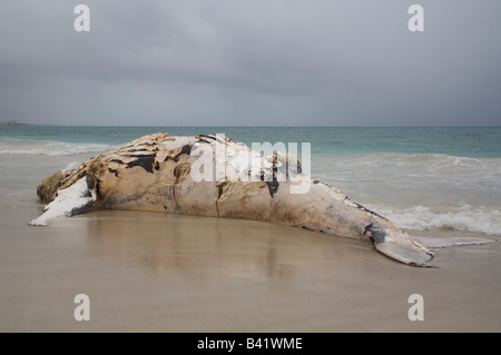 A dead humpback whale washed up on a Perth beach, Western Australia Stock Photo