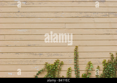 Leaves on a wooden wall Stock Photo