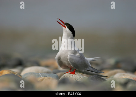Arctic Tern Sterna paradisaea calling to mate on pebbly beach in Anglesey, Wales. Stock Photo