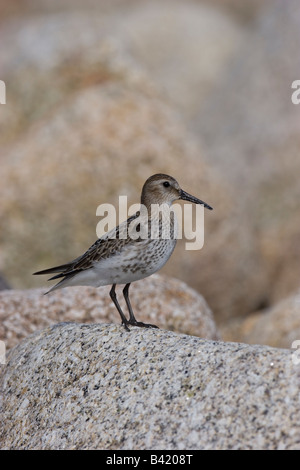 Dunlin Calidris alpina standing alone on rock on the coast in Scilly Isles Stock Photo